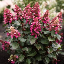 Hydrangea paniculata Living Infinity ®