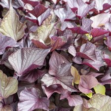 Ipomoea batatas Solarpower Red Heart