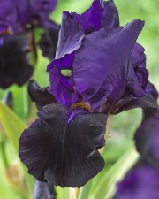 Iris germanica Black Swan, Trädgårdsiris