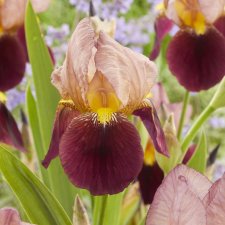 Iris germanica Red Red Wine