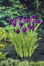 Iris kaempferi, Iris