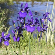 Iris laevigata