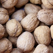 Juglans regia Lara