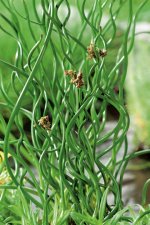 Juncus effusus Spiralis, Krulltåg, P9cm