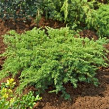 Juniperus conferta Schlager, Stranden, 30-40 C3,5