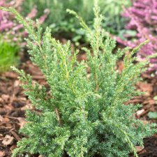 Juniperus squamata Blue Swede (Hunnetorp), Himalayaen