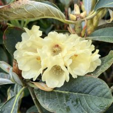 Rhododendron hybr. King Size
