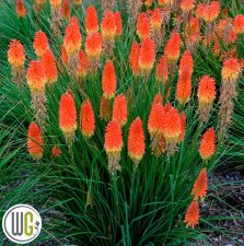 Kniphofia hybrid Pyromania ® Backdraft, Fackellilja
