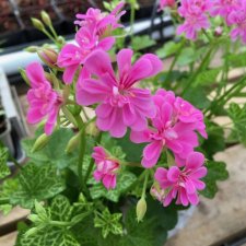 Häng-miniatyrpelargon Laced Sugar Baby, kruka