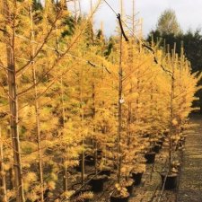 Larix eurolepis