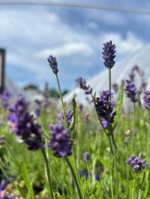 Lavandula angustifolia Essence Purple