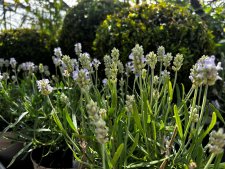 Lavandula angustifolia Essence White