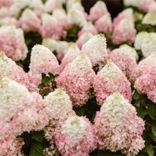 Hydrangea paniculata Living Colourful Cocktail ®