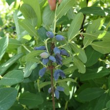 Lonicera caerulea var. kamtschatica Leningradski Velikan
