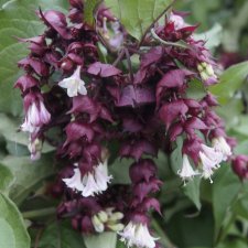 Leycesteria formosa Purple Rain, Himalaya kaprifol