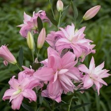 Orientalisk Lilja Lotus Spring 3st