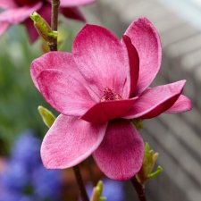Magnolia Genie ®, Magnolia, 80-100 C