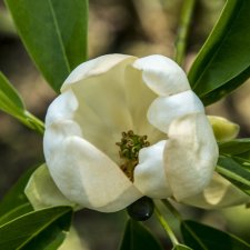 Magnolia virginiana, Virginiamagnolia