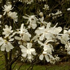 Magnolia x loebneri Merrill, Hybridmagnolia, 40-50 C5