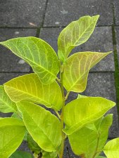 Magnolia x soulangeana Cameo, Praktmagnolia