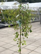 Malus Fontana, Prydnadsapel