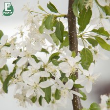 Malus Gracil E (Ep Malgr), Prydnadsapel, 90-110 stam co