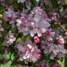 Malus Rudolph (Svarte Rudolf), Prydnadsapel