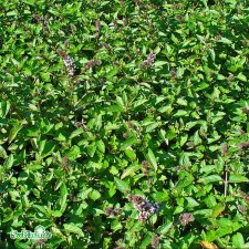 Mentha piperita, Pepparmynta, C13cm