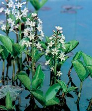 Menyanthes trifoliata, Vattenklöver, P9cm
