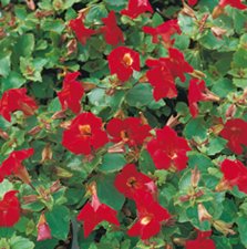 Mimulus cupreus Bonfire Red, Gyckelblomster, P9cm