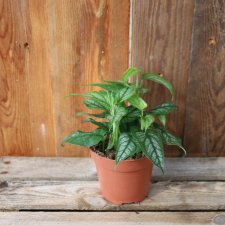 Monstera Siltepecana