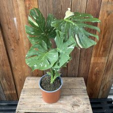 Monstera Thai Constellation