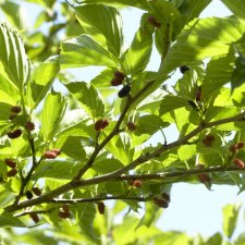 Morus alba Macrophylla