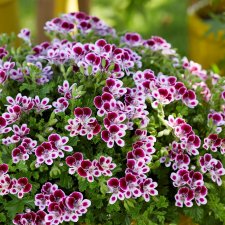 Änglapelargon Mosquitaway Nova, kruka