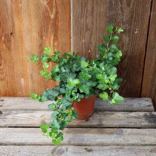 Hedera helix Wonder