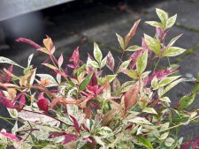 Nandina domestica Red Light, Himmelsbambuträ/Nandina
