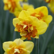 Narcissus x incomparabilis Double Sunrise