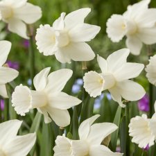 Cyclamineusnarciss Narcissus cyclamineus Lady Madonna 5st