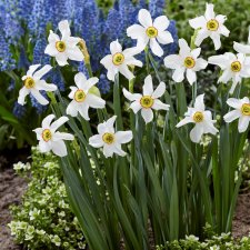Pingstlilja Narcissus Recurvus 15st