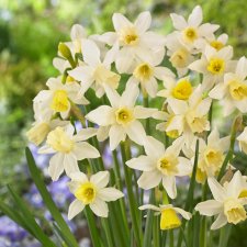 Trädgårdsjonkvill Narcissus Sailboat 10st