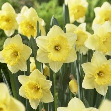 Narcissus x incomparabilis Saint Patrick's Day