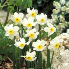 Narciss Narcissus Segovia 10st