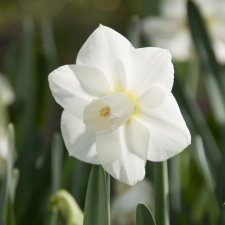 Narcissus x incomparabilis Snowboard