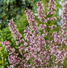Nepeta faassenii Whispurr™ Pink, Kantnepeta/Kattmynta