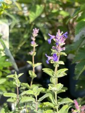 Nepeta faassenii, Kantnepeta