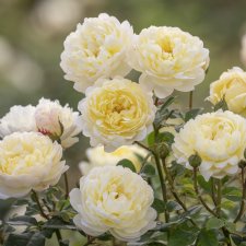 Rosa austin Nye Bevan ® Jonathan Buckley David Austin Roses