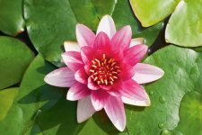 Nymphaea Attraction, Näckros, P11cm