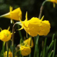 Narcissus bulbo. Oxford Gold