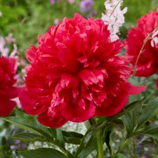 Paeonia herbaceous hybr. Belgravia, Pion, C3