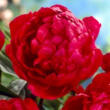 Paeonia lactiflora Big Red Boomer Sooner, Luktpion, C3
